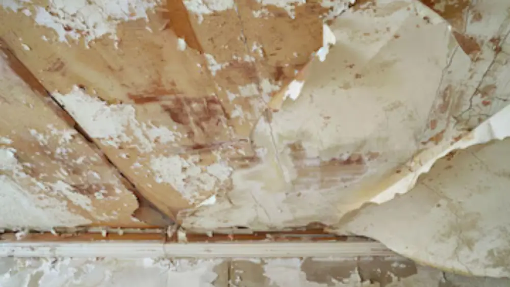 Water-damaged ceiling with peeling paint and drywall